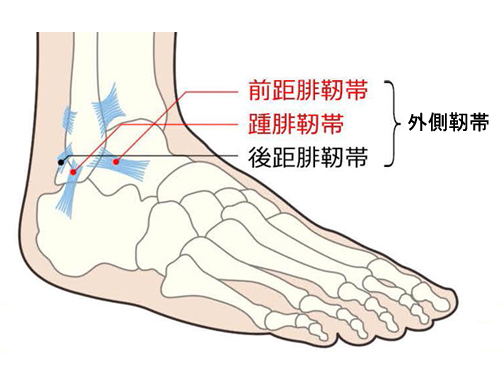 足の靱帯
