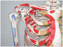 肋骨痛・肋軟骨炎